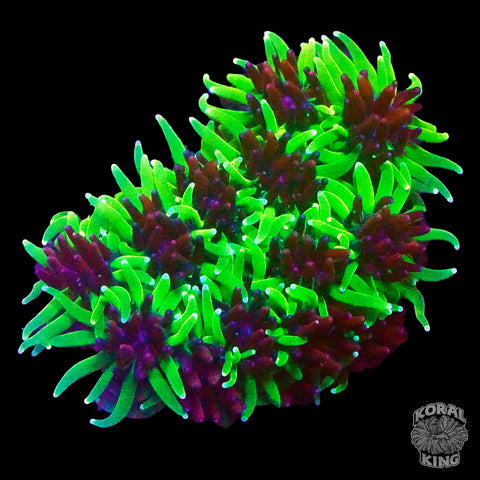TSA Mardi Gras Galaxia