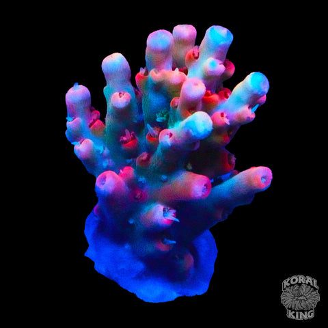TSA Victoria's Secret Acropora (WYSIWYG)
