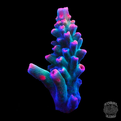 TSA Victoria's Secret Acropora (WYSIWYG)