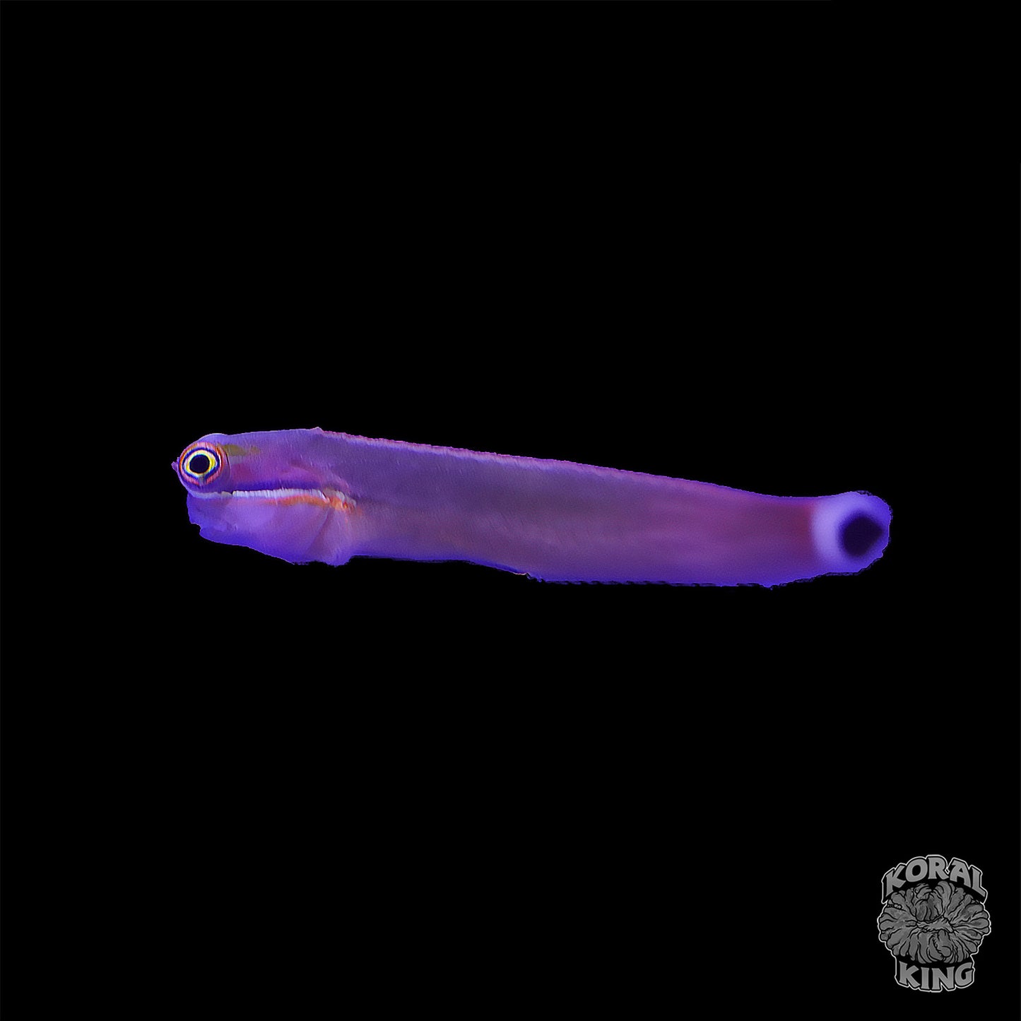 Tailspot Blenny - Koral King