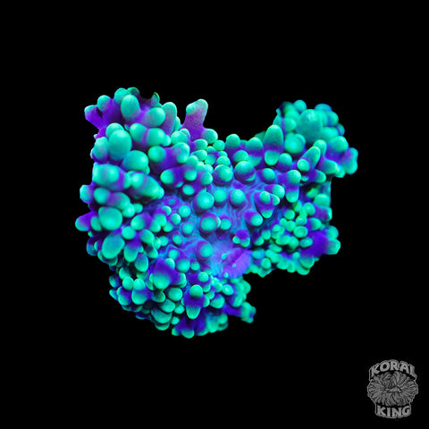 Toxic Sludge Mushroom - Koral King