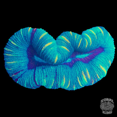 Trachy Colony Pair