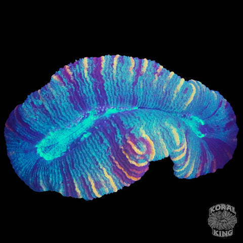 Trachy Colony Pair