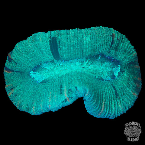 Trachy Frag