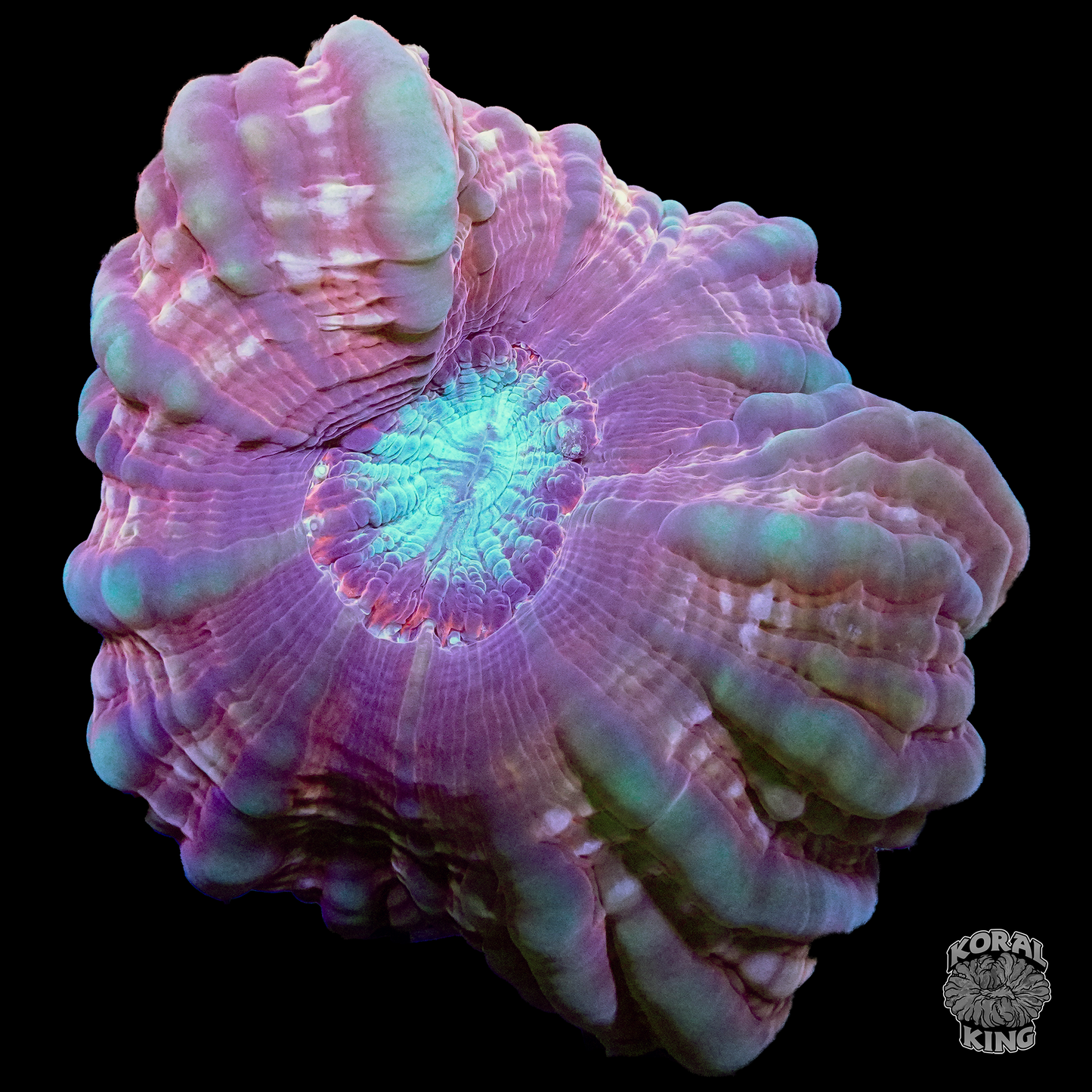 Alien Planet Indophyllia