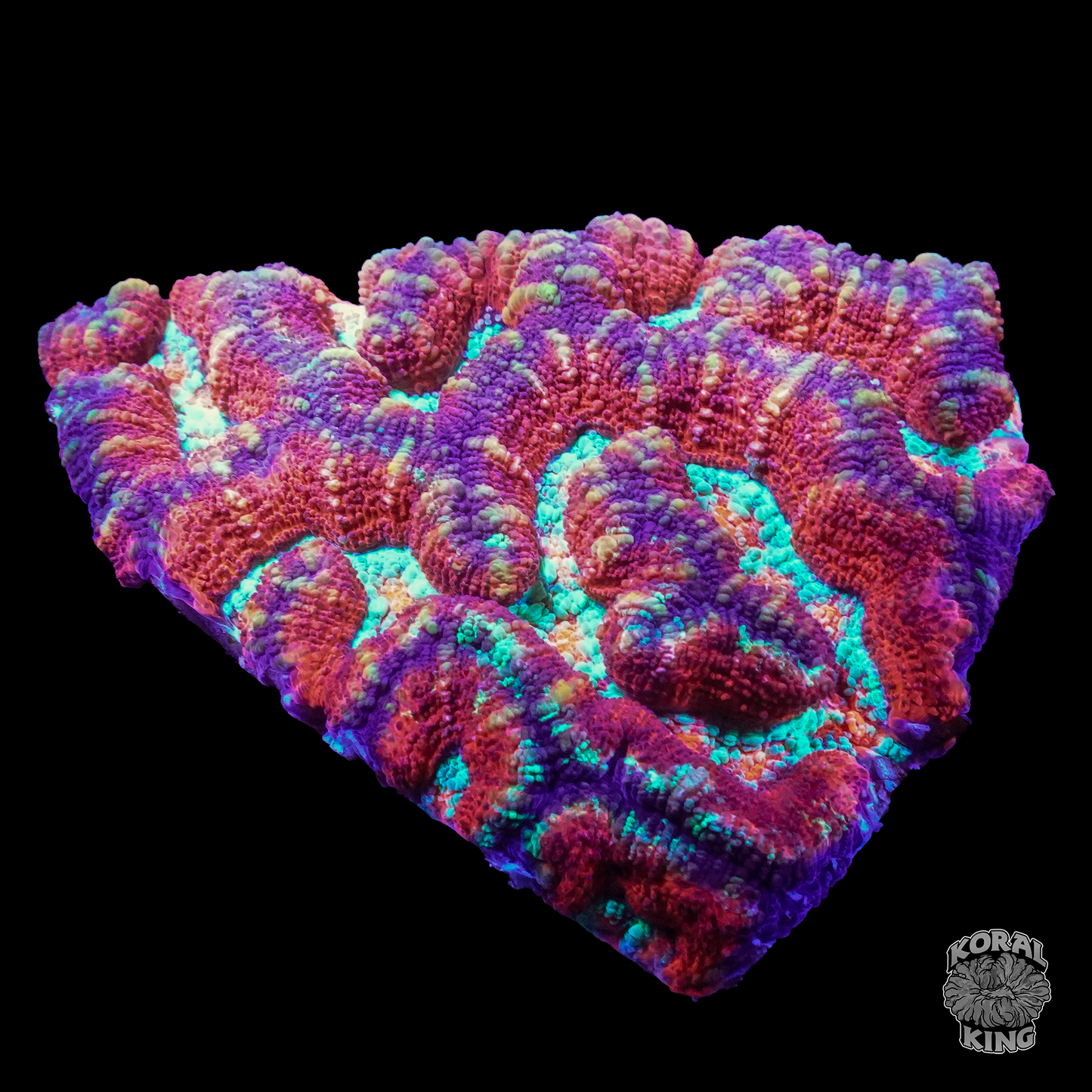 Rare Ultra Wilsoni Colony