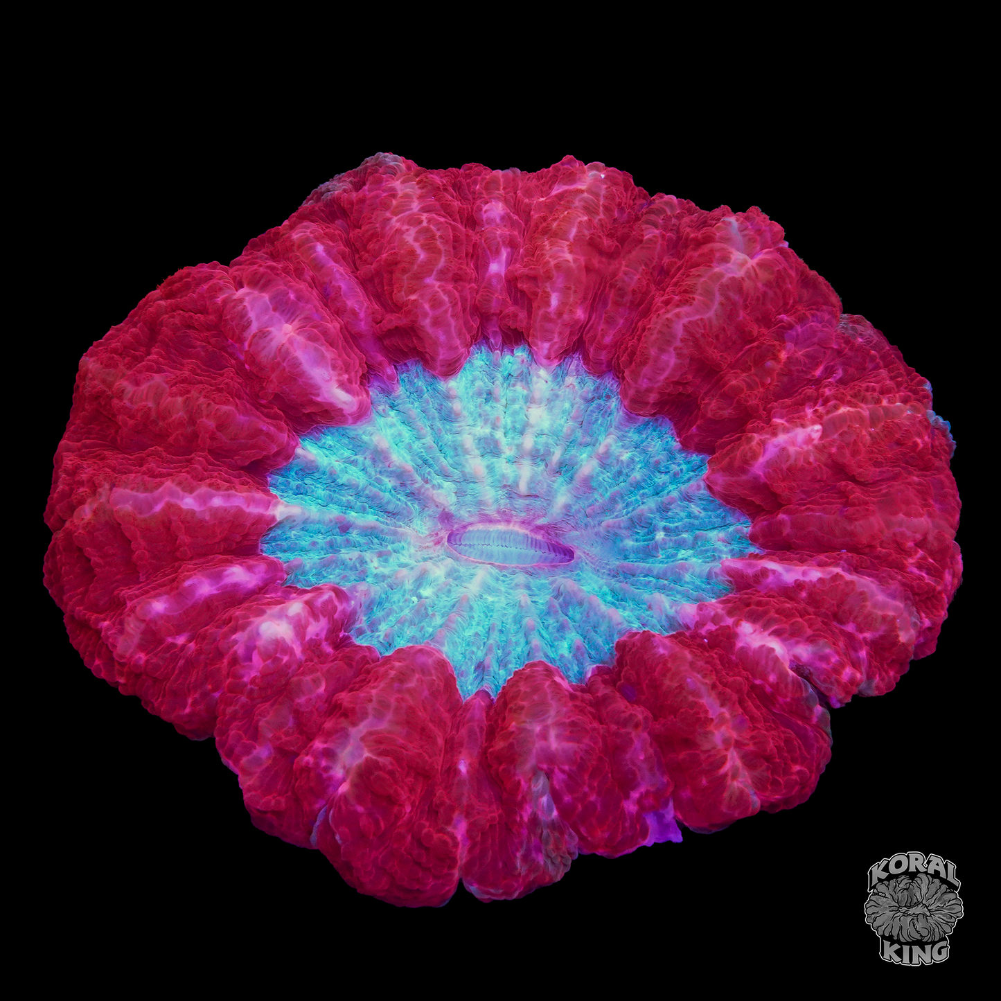 Valentine Acantho