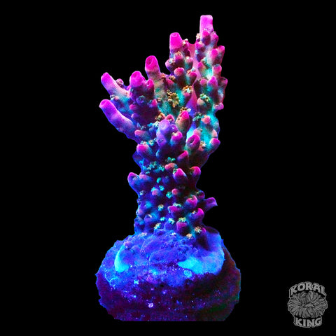 TSA Victoria's Secret Acropora (WYSIWYG)