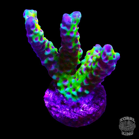 RRC Goldenrod Anacropora