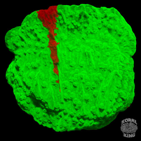 WWC Grafted Montipora (WYSIWYG)