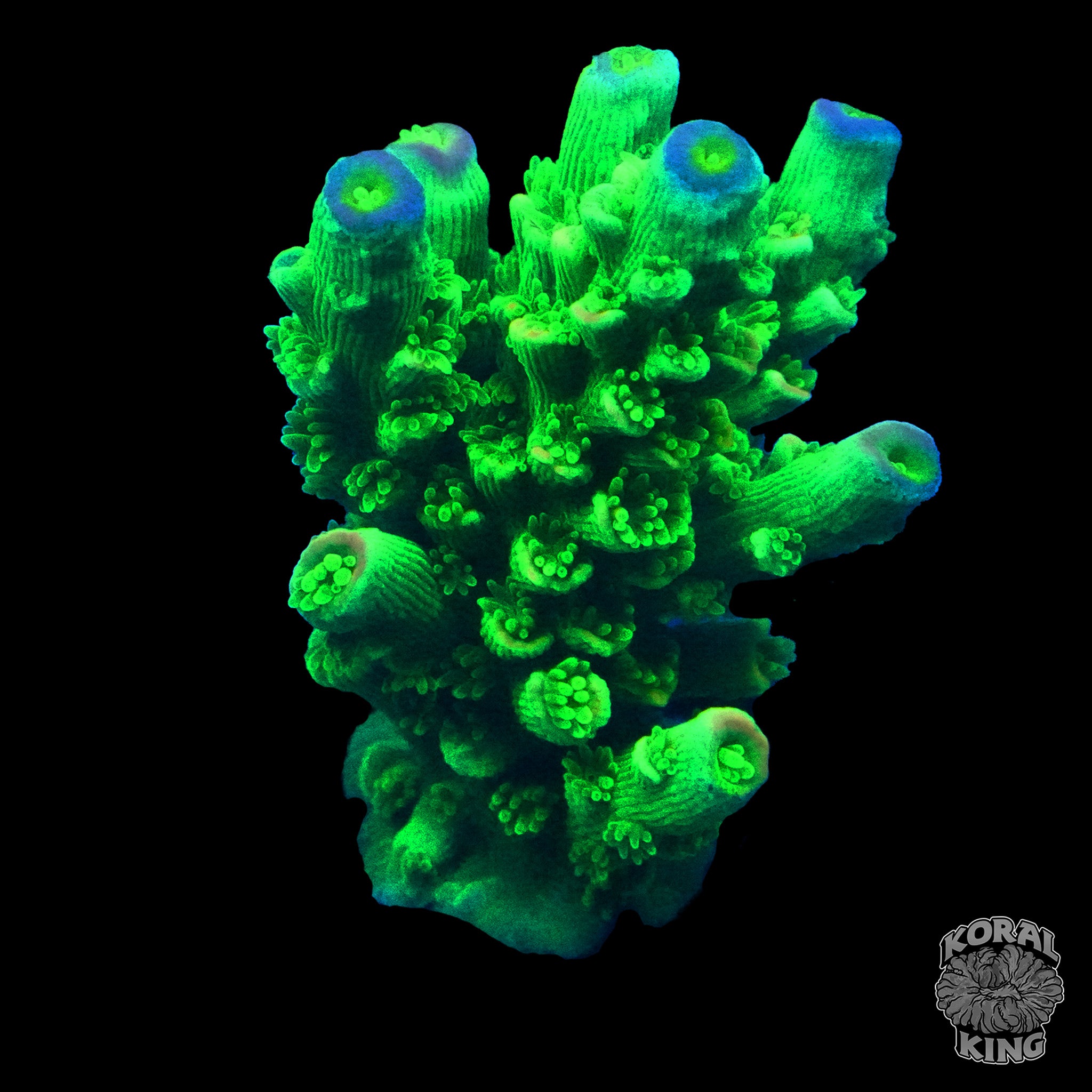 Wwc Green Slimer Acropora Koral King