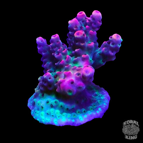 WWC Jello Shot Acropora