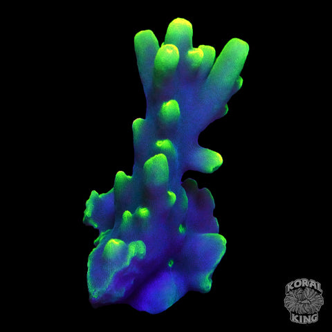 WWC Yoda Acropora