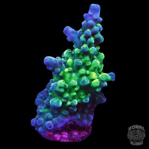 WWC Yellowtip Acropora