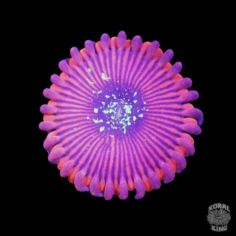 Warlock Zoa - Koral King
