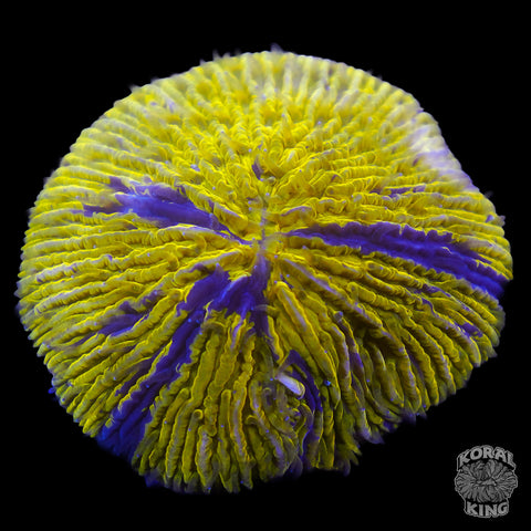 Ultra Wolverine Plate