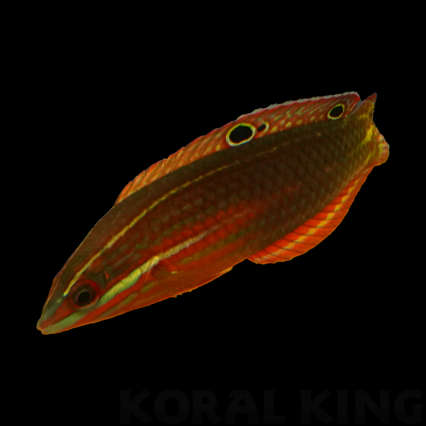 Christmas Fiji Wrasse