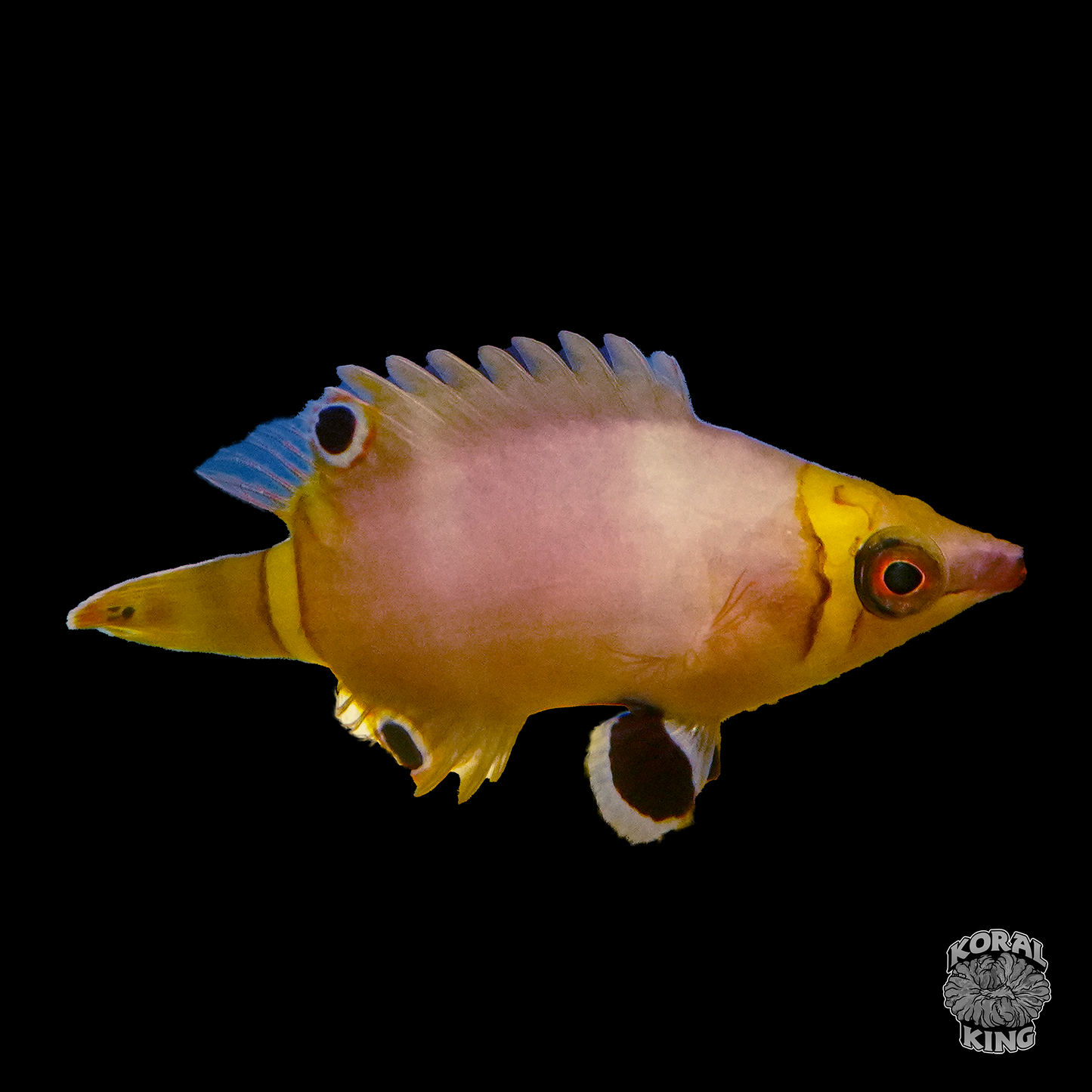Yellow Banded Possum Wrasse