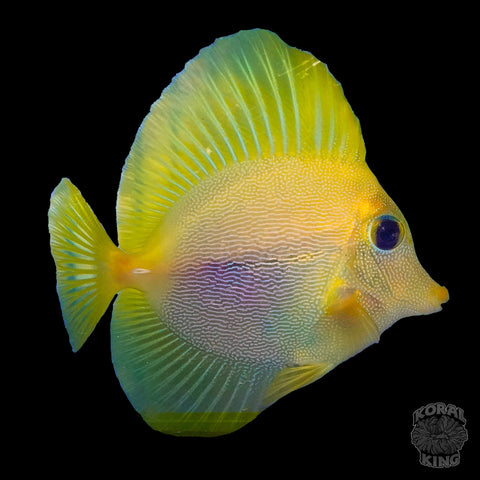 Yurple Tang (Purple Tang X Yellow Tang)