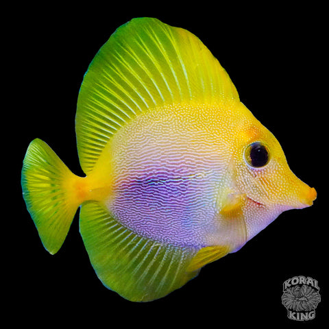 Yurple Tang (Purple Tang X Yellow Tang)