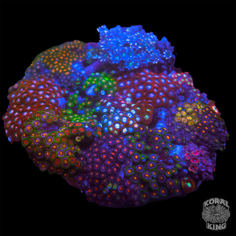 Zoa Combo Rock XL
