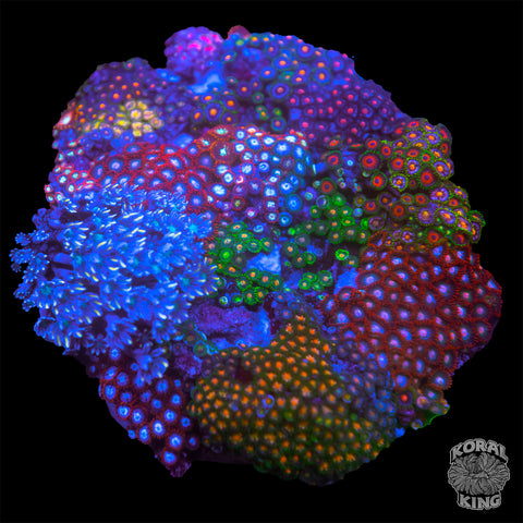 Zoa Combo Rock XL