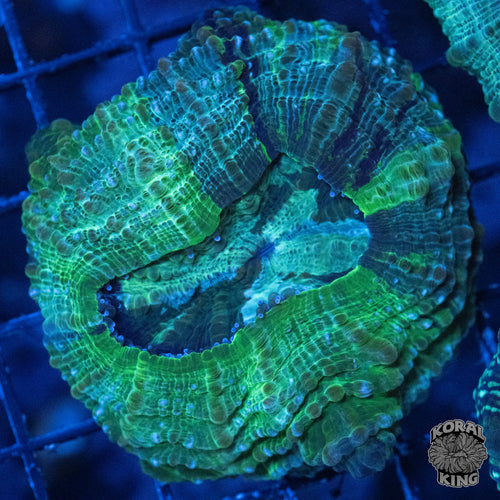 Green Acantho
