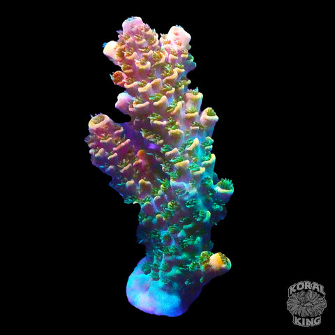 TSA Bill Murray Acropora