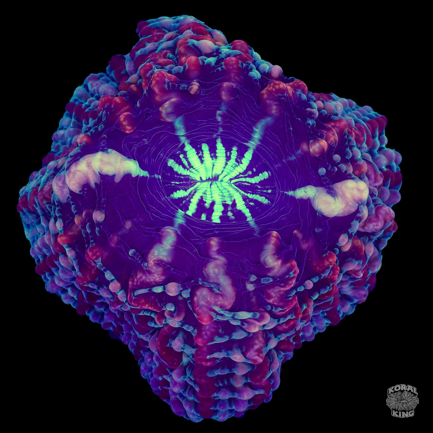 Arctic Blast Indophyllia- Koral King