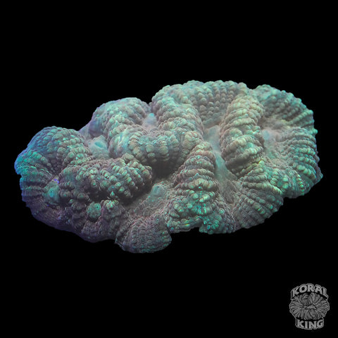 Gonioastrea