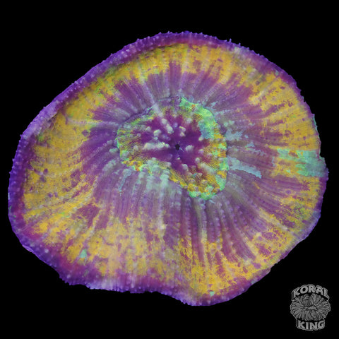Yellow Rainbow Australomussa (Scolymia Vitensis)
