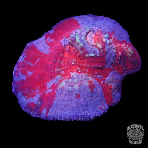 Rainbow Australomussa (Scolymia Vitensis)
