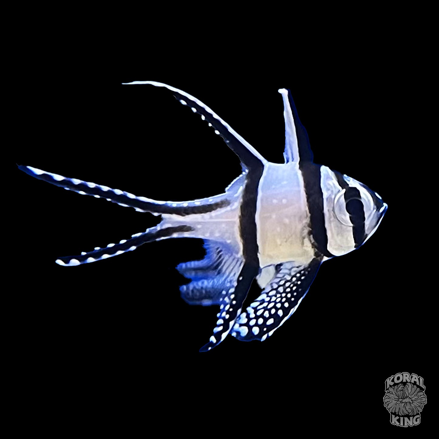 Banggai Cardinalfish