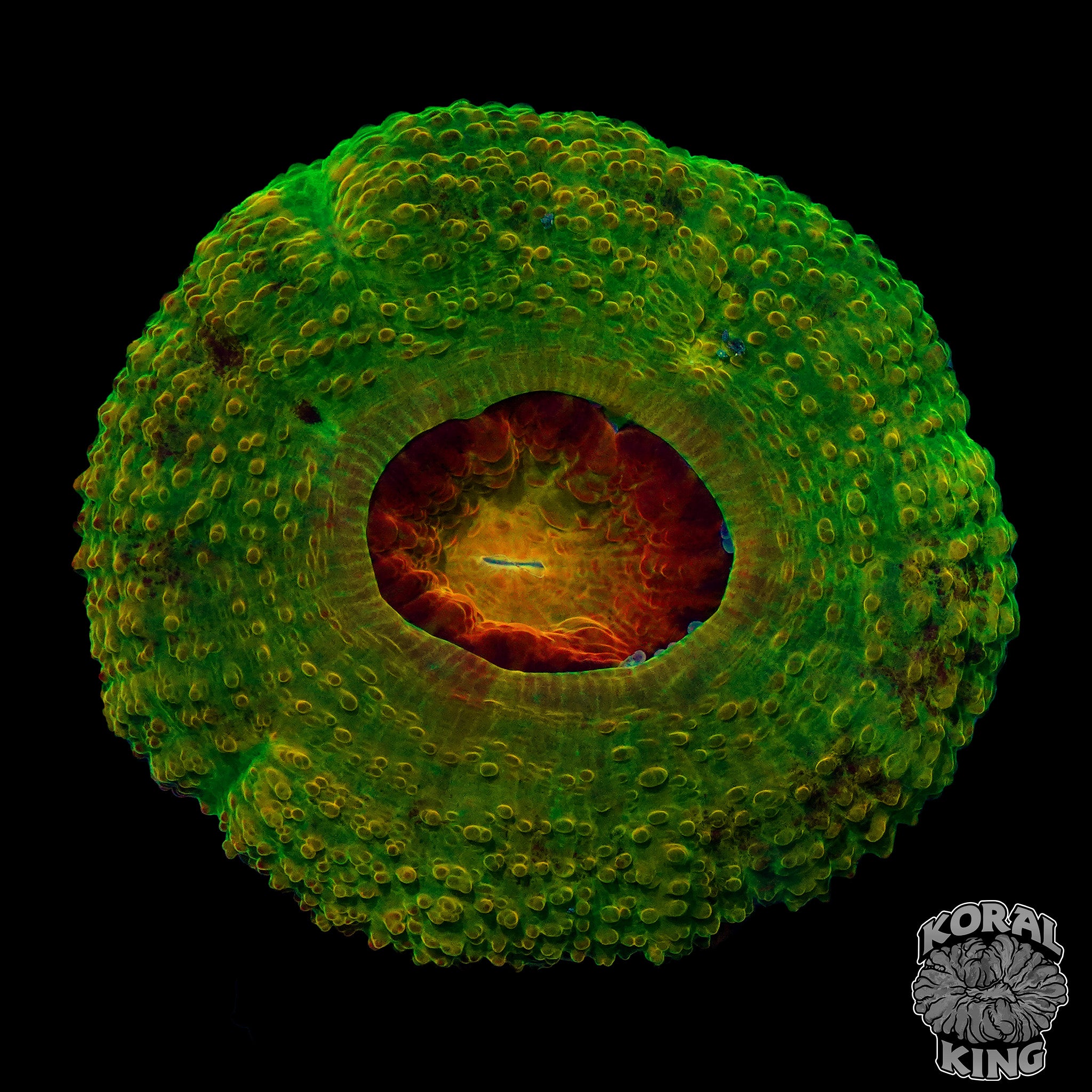 BSA Killshot Aussie Lord Frag Koral King