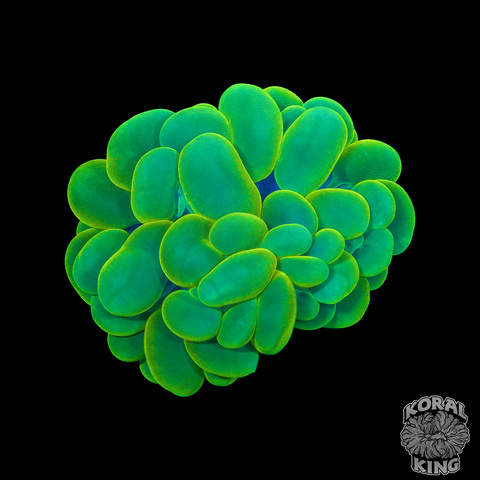 Green Bubble