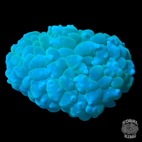 Bubble Colony