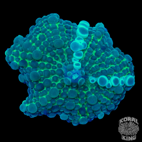 Bubbilicious Mushroom XL
