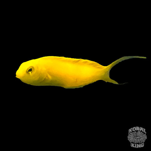 Canary Blenny - Koral King