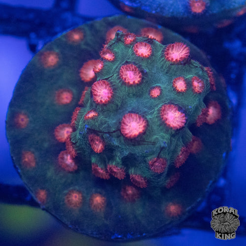 Ultra Cyphastrea