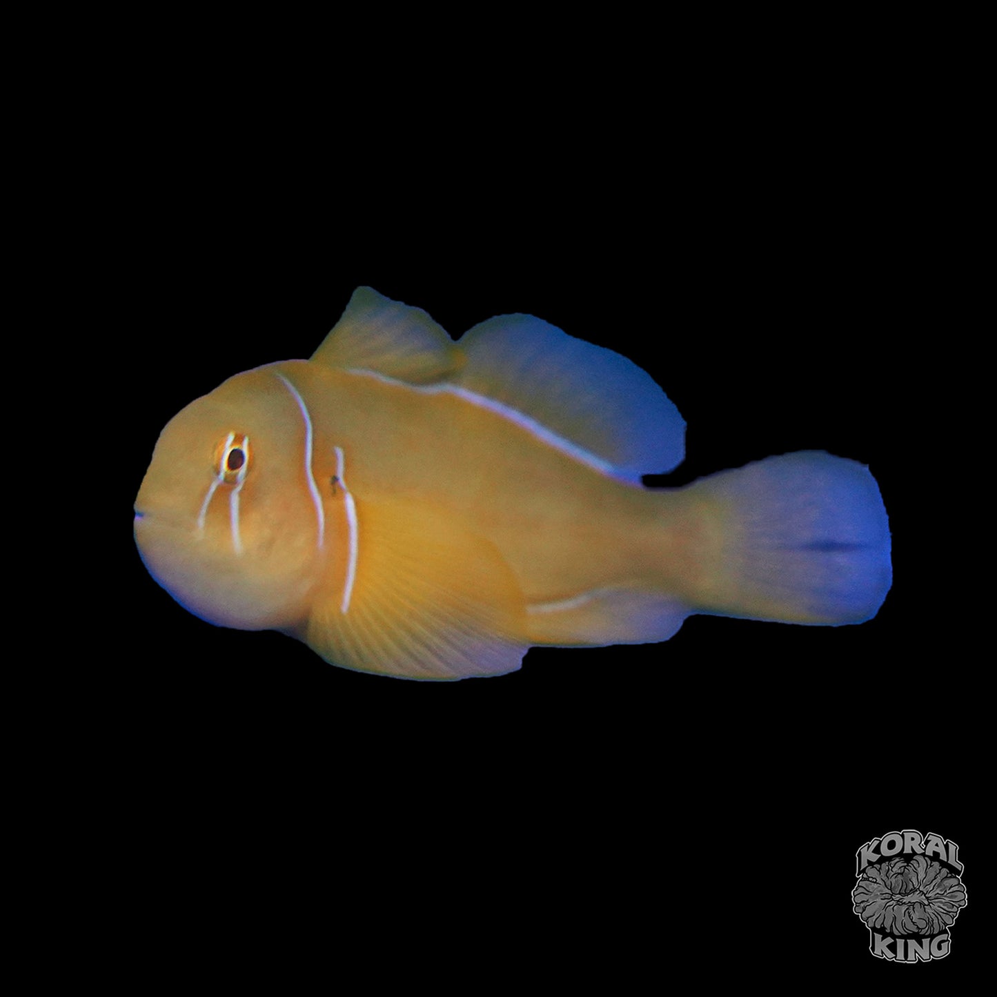 Citron Clown Goby