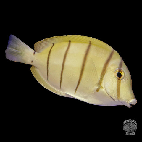 Convict Tang