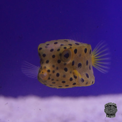 Yellow Boxfish
