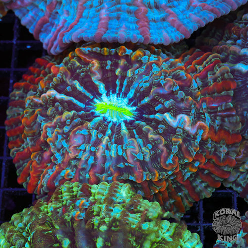 Dan's Beard Indophyllia