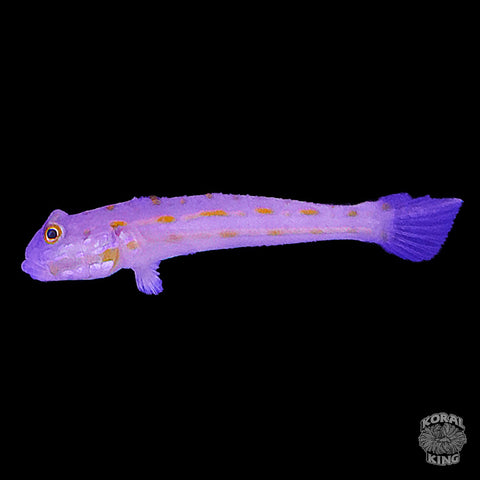 Diamond Watchman Goby - Koral King
