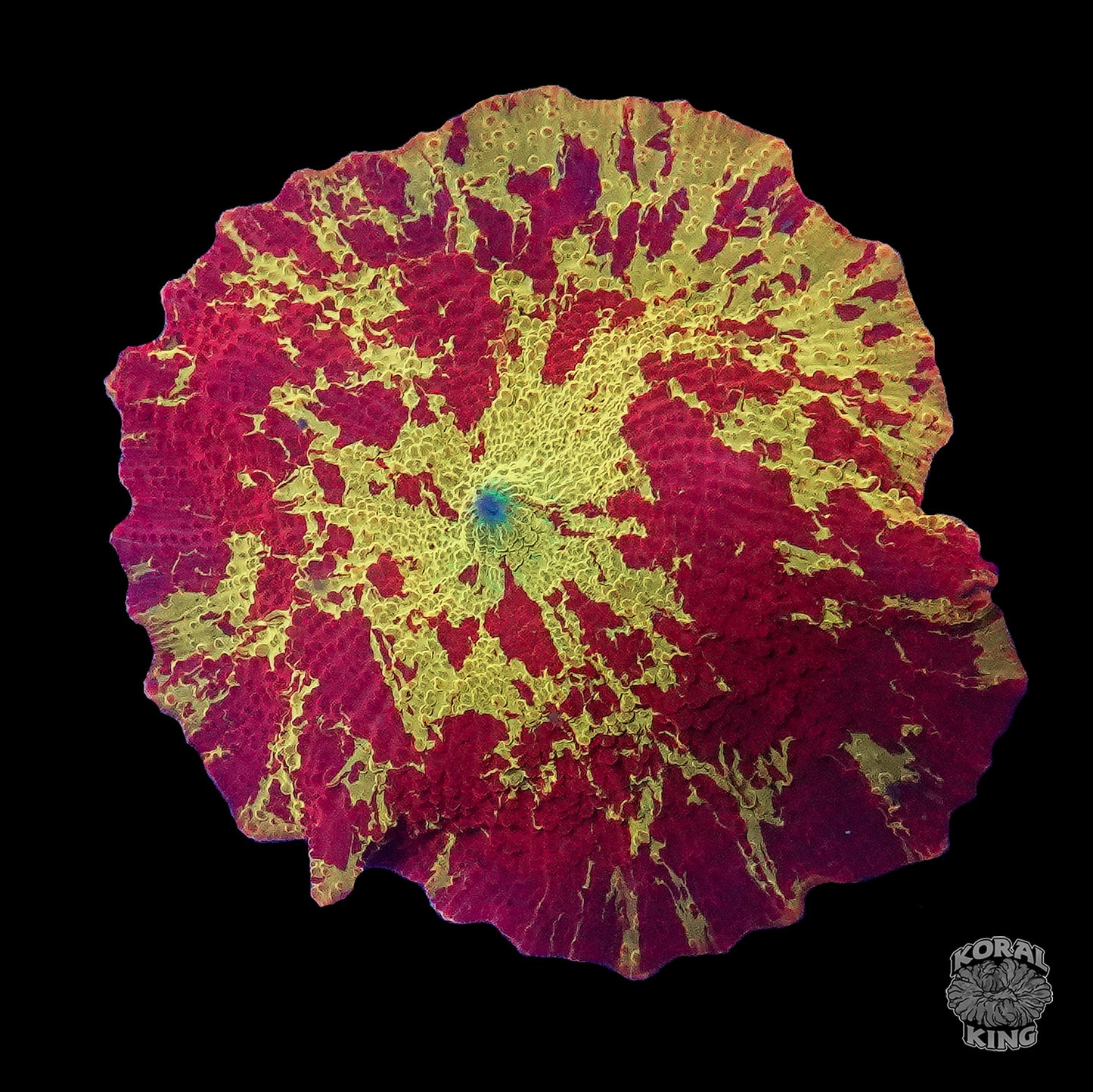 Eclectus Mushroom - Koral King