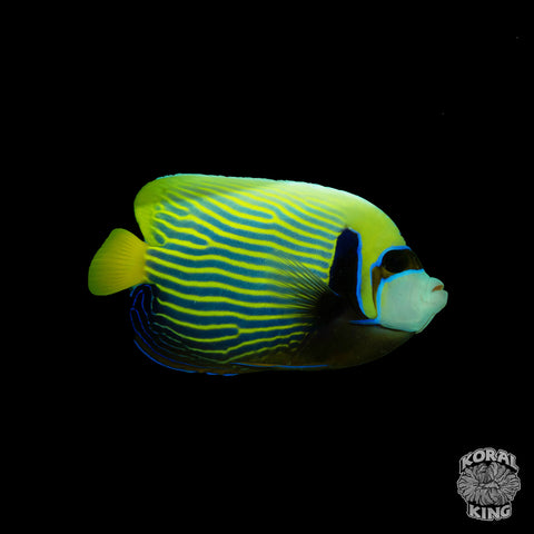 Emperor Angelfish - Koral King