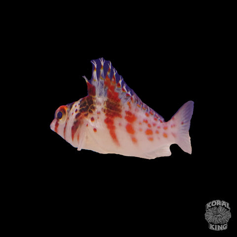 Falco Hawkfish - Koral King