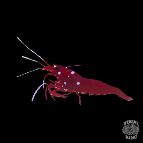 Blood Red Fire Shrimp