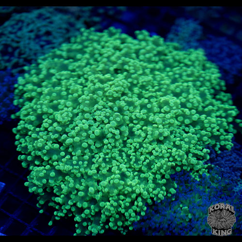 Green Branching Frogspawn Colony