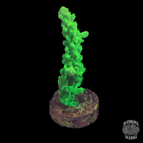 Green Acropora